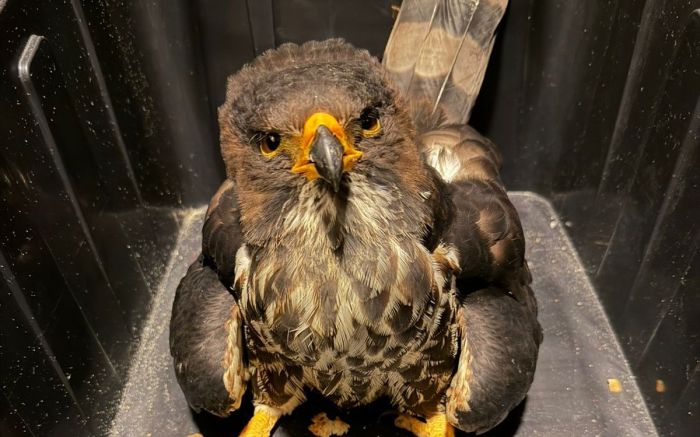 Gavião ferido mobiliza resgate urgente e luta para sobreviver em Navegantes