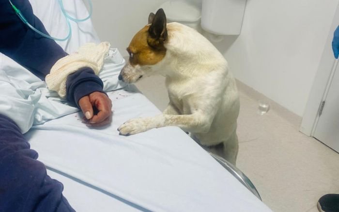 Cão fiel emociona funcionários ao passar madrugada ao lado da dona em UPA de BC