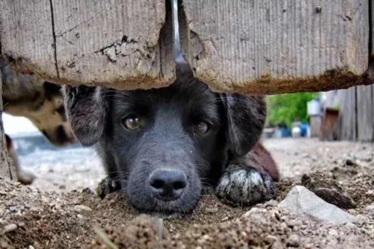 Penha endurece multas contra maus-tratos e reforça proteção aos animais