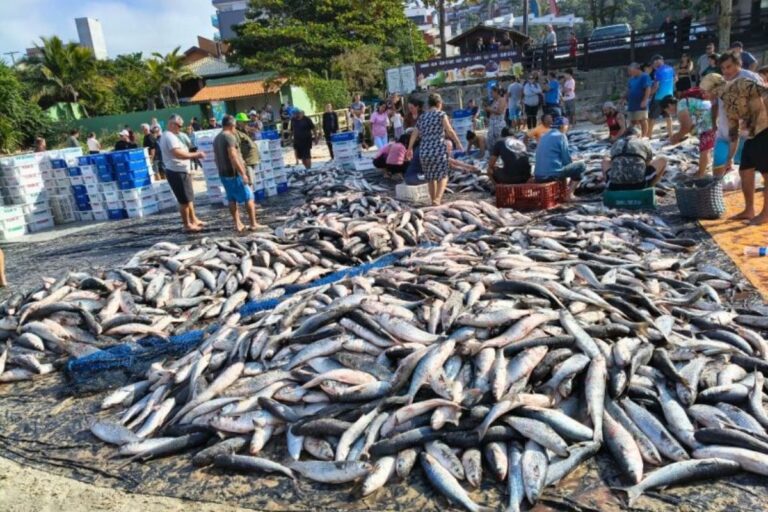 Governo Federal manda encerrar pesca da tainha e revolta pescadores em Santa Catarina