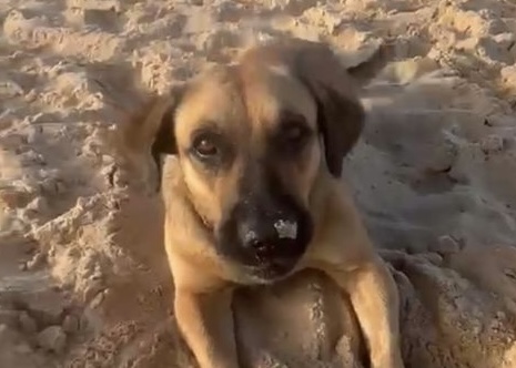 Morre Maninho, cão comunitário vítima de maus-tratos em Balneário Camboriú