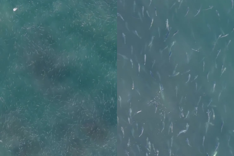 Cardume gigante de tainhas impressiona banhistas em Bombinhas