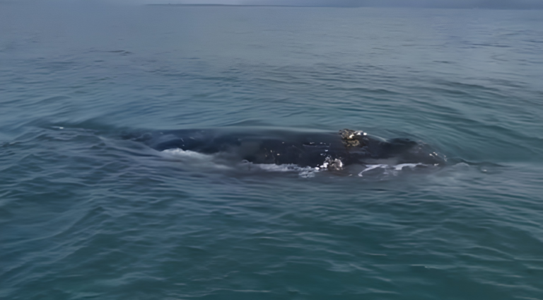 Baleia surpreende casal durante passeio de barco e encanta turistas no litoral de SC