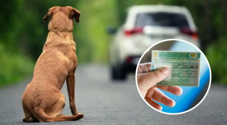 Abandono de animais com veículos pode render multa pesada e suspensão da CNH