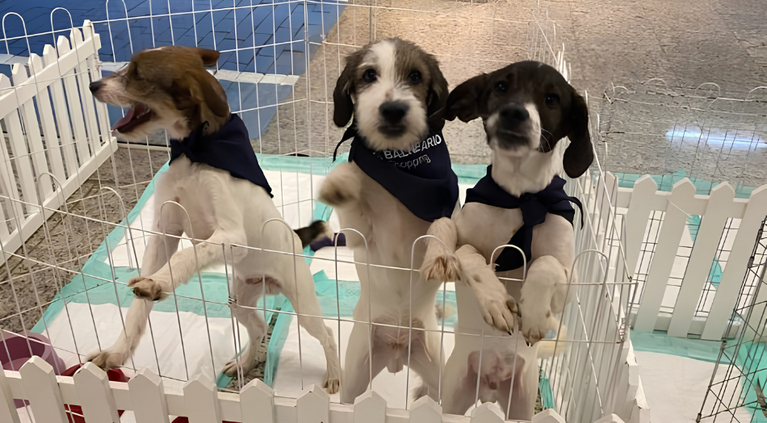 Cães e gatos resgatados estarão disponíveis para adoção no Balneário Shopping