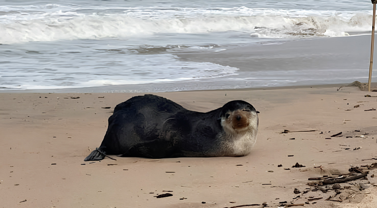 Lobo-marinho é resgatado após novo ataque de cães em Barra Velha