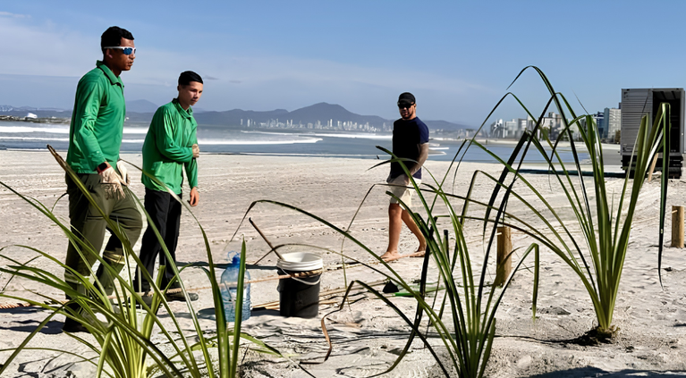 Após obra de alargamento, praia de Gravatá recebe plantio de dez espécies de restinga