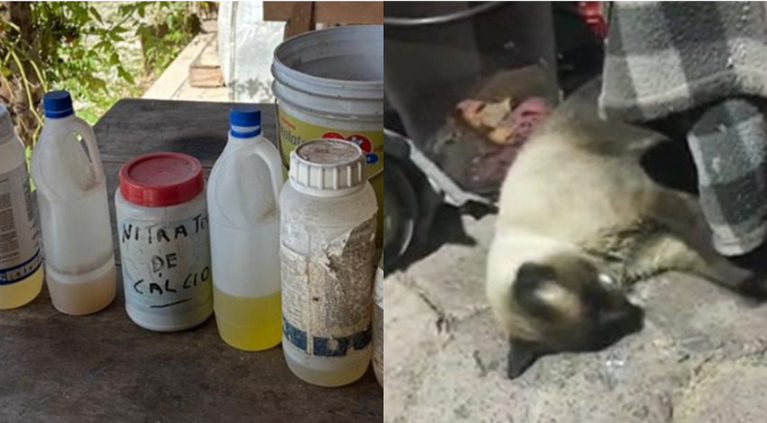 Mulher é alvo de operação após morte de 11 gatos por envenenamento em Navegantes