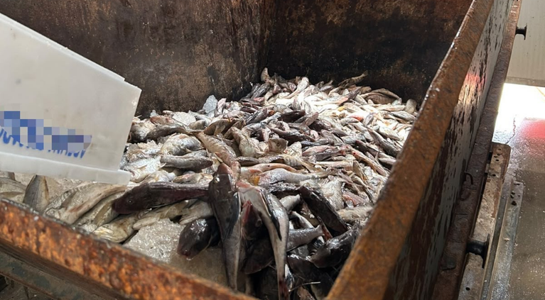 Mais de 23 toneladas de pescados são descartadas em fiscalização no Litoral Norte de SC